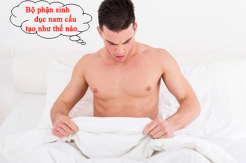 Bộ phận sinh dục nam như thế nào