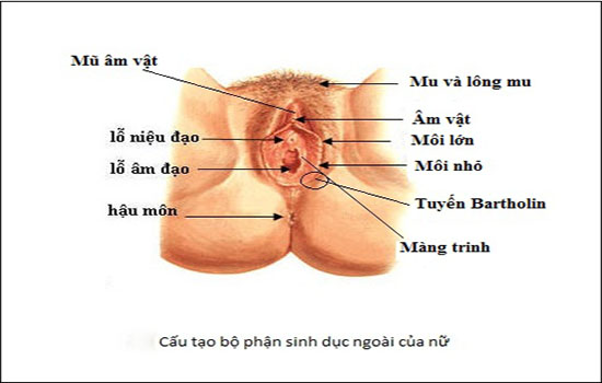 Bộ phận sinh dục nữ bên ngoài