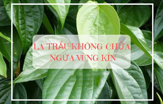 cách điều trị ngứa vùng kín tại nhà bằng lá trầu không