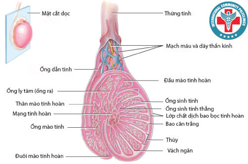 Cấu tạo tinh hoàn