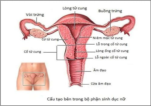 Bộ phận sinh dục nữ bên trong