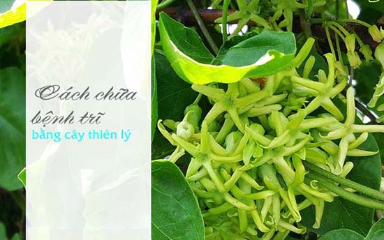 Chữa bệnh trĩ bằng hoa thiên lý