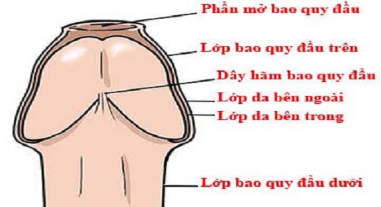 Dây hãm bao quy đầu