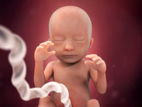 Hình ảnh thai nhi tuần thứ 19