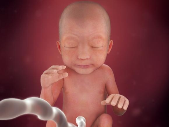 Hình ảnh thai nhi tuần 24