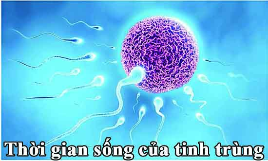 Thời gian sống của tinh trùng
